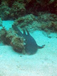nurse shark;Jamaica by Steve Laycock 